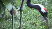 Grus Japonensis -Red Crowned crane-by Europeancranefoundation harry geurts C 2012 Belgium