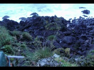 2011 09 07  des Otaries de l'île d'Amsterdam-Large