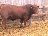 2012 Nordal Limousin Bull Sale - Lot 1