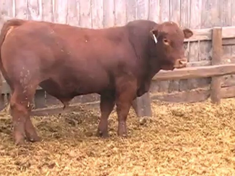 2012 Nordal Limousin Bull Sale - Lot 1