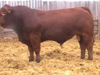 2012 Nordal Limousin Bull Sale - Lot 1 video 2