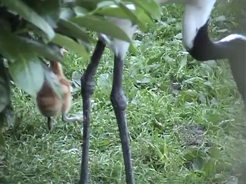 Birthday of the Red Crowned Crane- Grus Japonensis by Europeancranefoundation harry geurts C 2012 Belgium .