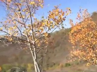 Live Hunt: Utah Elk September 23, 2010