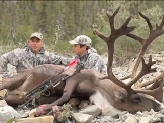 Live Hunt Northwest Territories: Another Bull Down