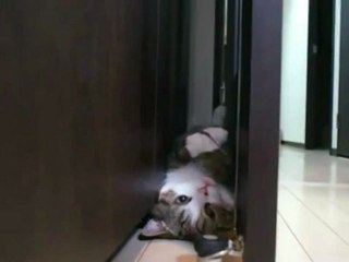 Gato relaxa em lugar encomum. - YouTube