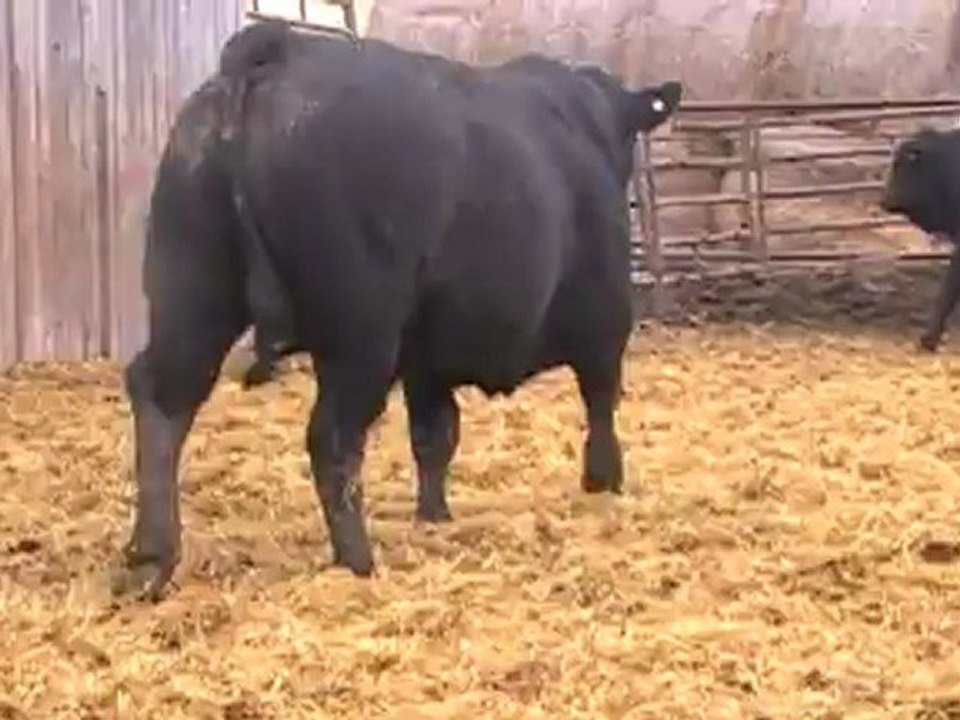 2012 Nordal Limousin Bull Sale - Lot 2