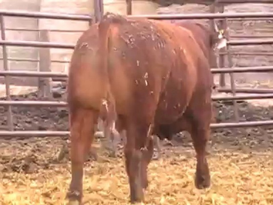 2012 Nordal Limousin Bull Sale - Lot 5 Video 2