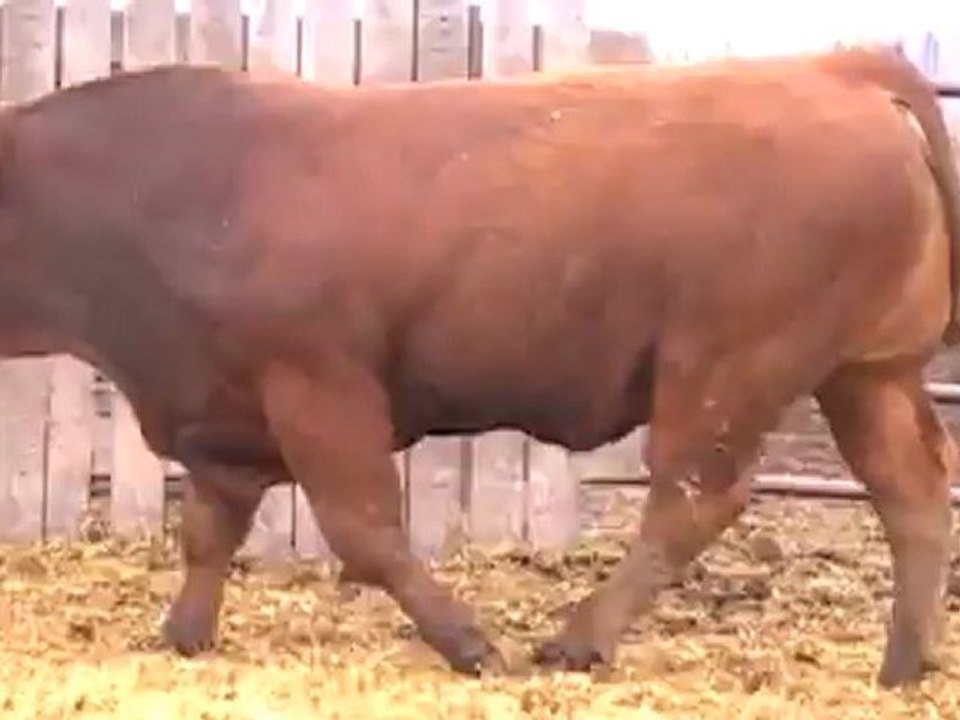 2012 Nordal Limousin Bull Sale - Lot 11