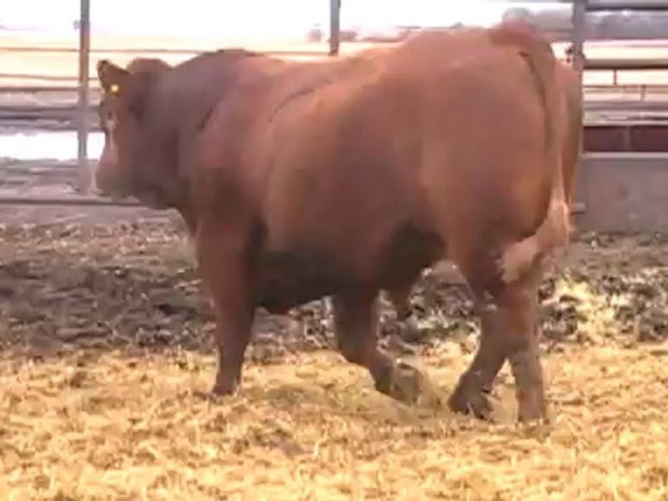 2012 Nordal Limousin Bull Sale - Lot 11 Video 2
