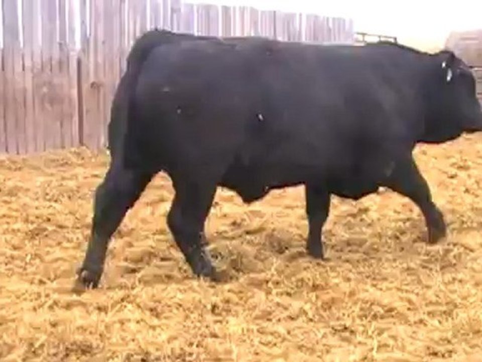 2012 Nordal Limousin Bull Sale - Lot 16
