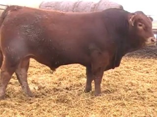 2012 Nordal Limousin Bull Sale - Lot 19