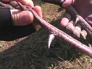Chasing Spring: Florida Osceolas