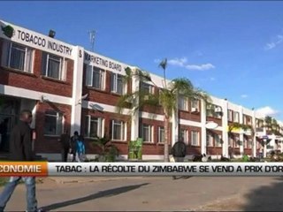 Tabac, la récolte du Zimbabwe se vend à prix d’or