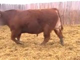 2012 Nordal Limousin Bull Sale - Lot 23