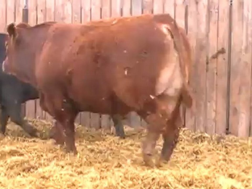 2012 Nordal Limousin Bull Sale - Lot 23 Video 2