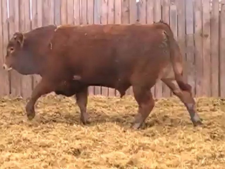 2012 Nordal Limousin Bull Sale - Lot 25