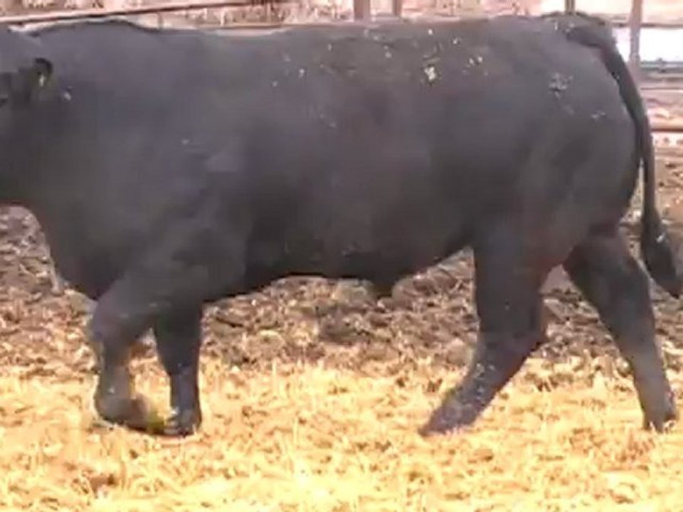 2012 Nordal Limousin Bull Sale - Lot 30 Video 2