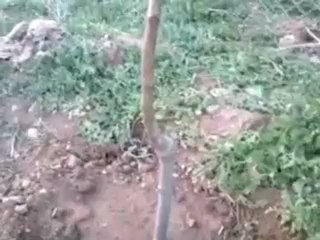 BÜLÜÇ AMCALARA FİDAN ALIMI VE YER HAZIRLAMA ÇEKİMLERİ 2012-1