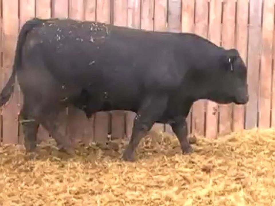 2012 Nordal Limousin Bull Sale - Lot 20