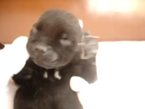 Chiot femelle n1 Elevage Hold up (né le 14/04/2012)