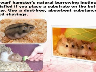 Dwarf Hamster Care