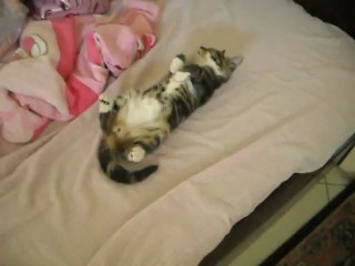 Meu Gatinho é uma figura - até dormindo!