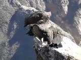 Condors taking off and  landing at Colca Canyon