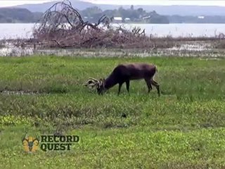 Record Quest: Calling All White Tail