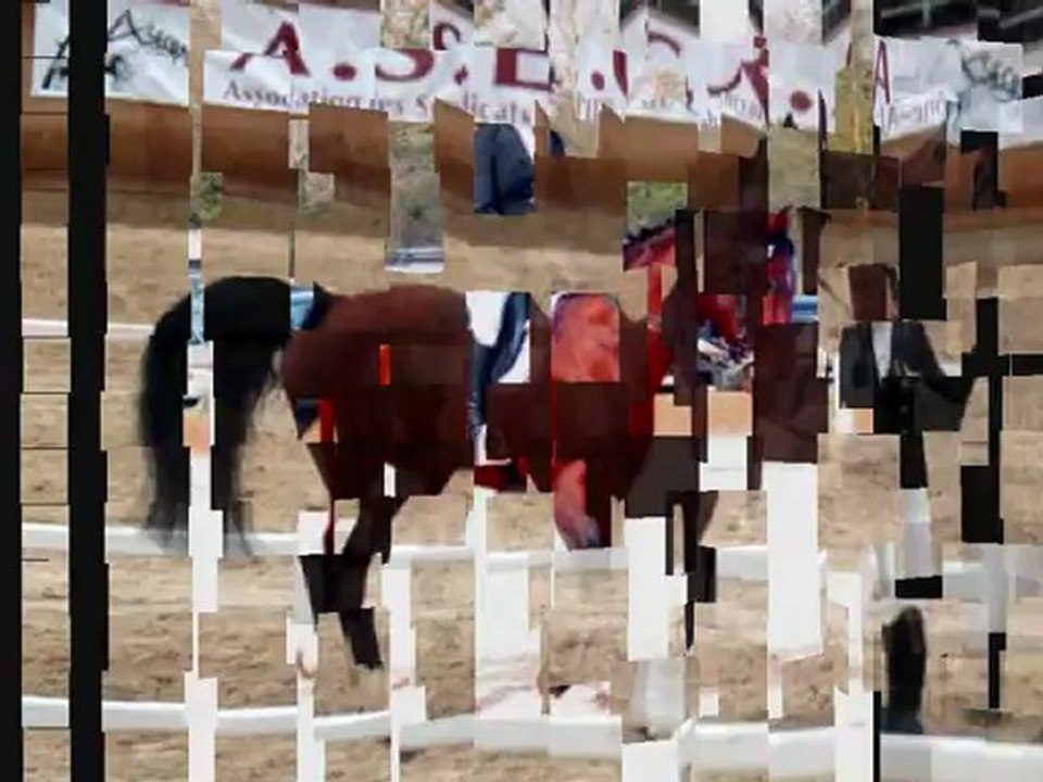 basyl top sire