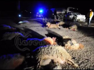 Otomobil Sürüye Çarptı: 21 Koyun Telef