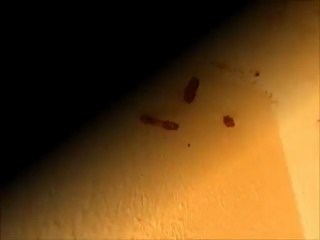 Termite Castle Swarmer Video by Dallas Home Inspection 214-960-1005