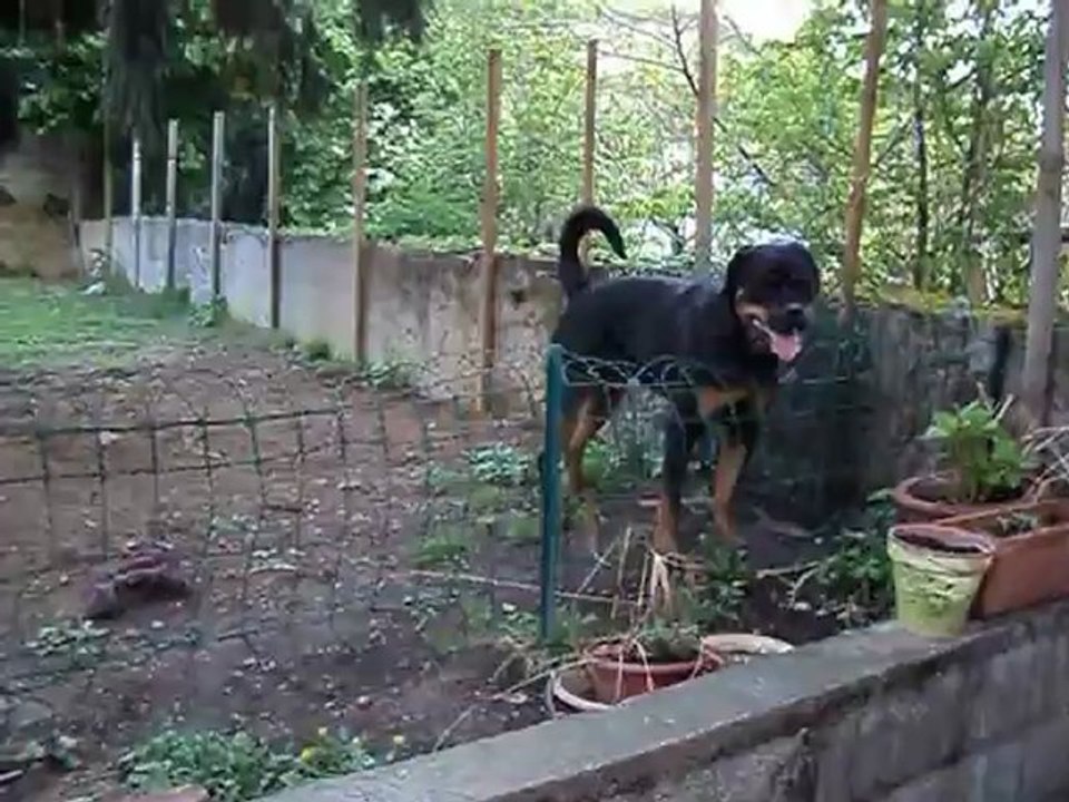 garou et felina 19 avril 2012 001