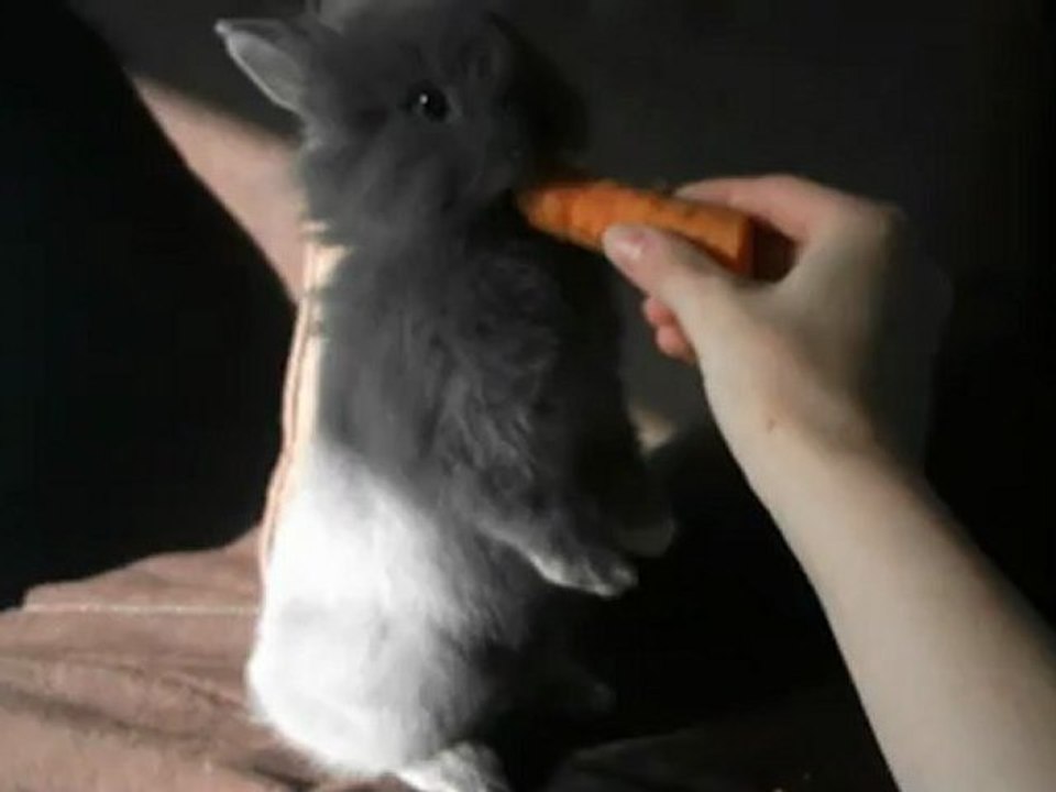 Aiko mon lapin