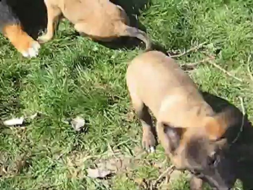 Portée février 2012 Cahoko x Boris - HAPPY DAY (Blanche) 2 mois