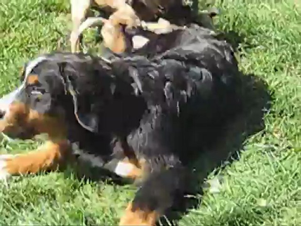 Portée février 2012 Cahoko x Boris - HOLIDAY ON ICE (Mauve) 2 mois