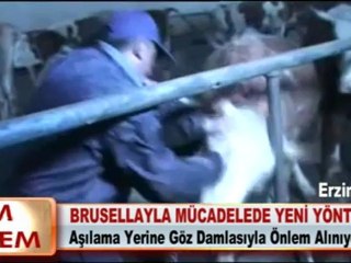 BRUSELLAYLA MÜCADELEDE YENİ YÖNTEM 19.04.2012