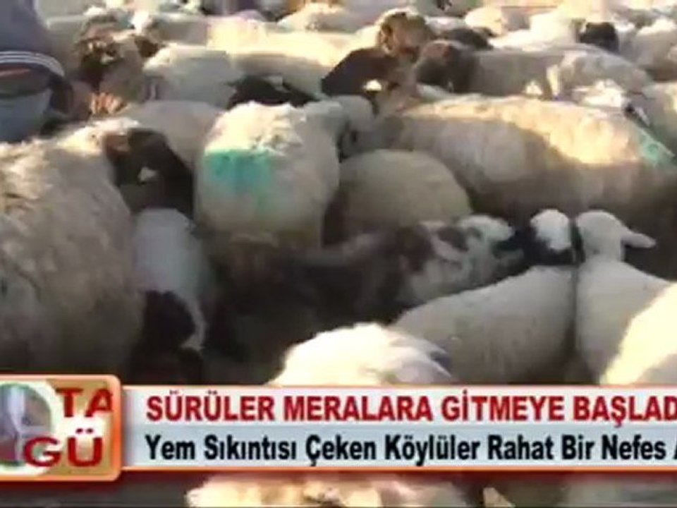 SÜRÜLER MERALARA GİTMEYE BAŞLADI  19.04.2012