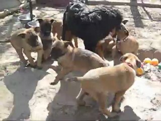 Portée février 2012 Cahoko x Boris - HAILE (Blanc/ Bleu) 2 mois