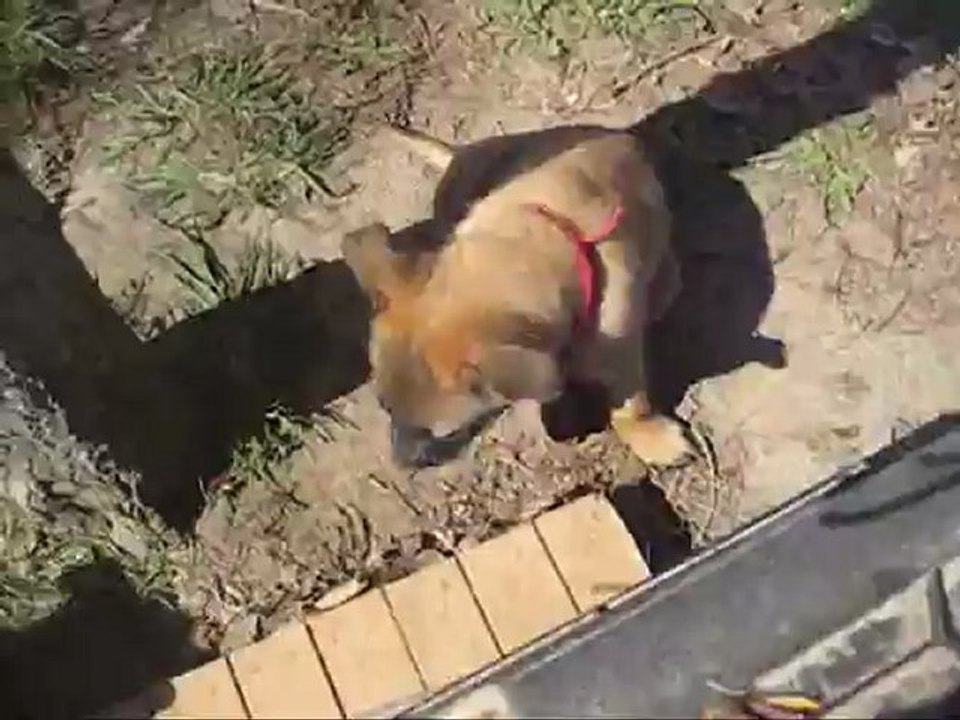 Portée février 2012 Cahoko x Boris - HEAVEN (Bleu) 2 mois