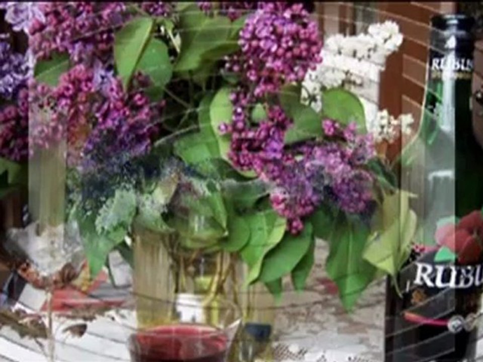 Białe majowe BZY-♥♥♥♫Adam Chrola ♫ -fotto