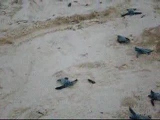 petites tortues luths