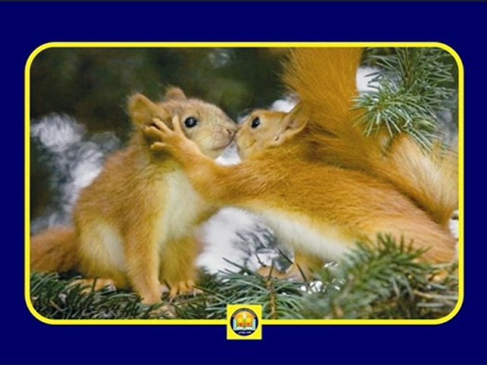 Amour Animal -1