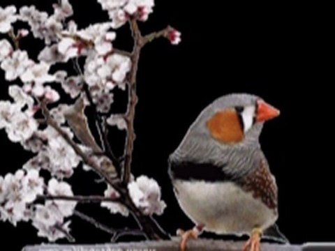 Cengiz ÖZKAN NE FERYAD EDERSİN DİVANE BÜLBÜL