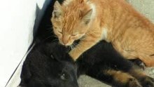 massage chatte