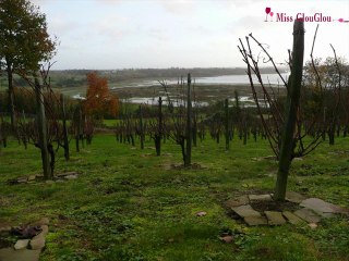 Les vignes de Saint-Suliac 2