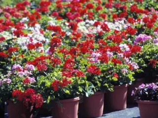 Tuincentrum Hengelo Gld De Heesterhof