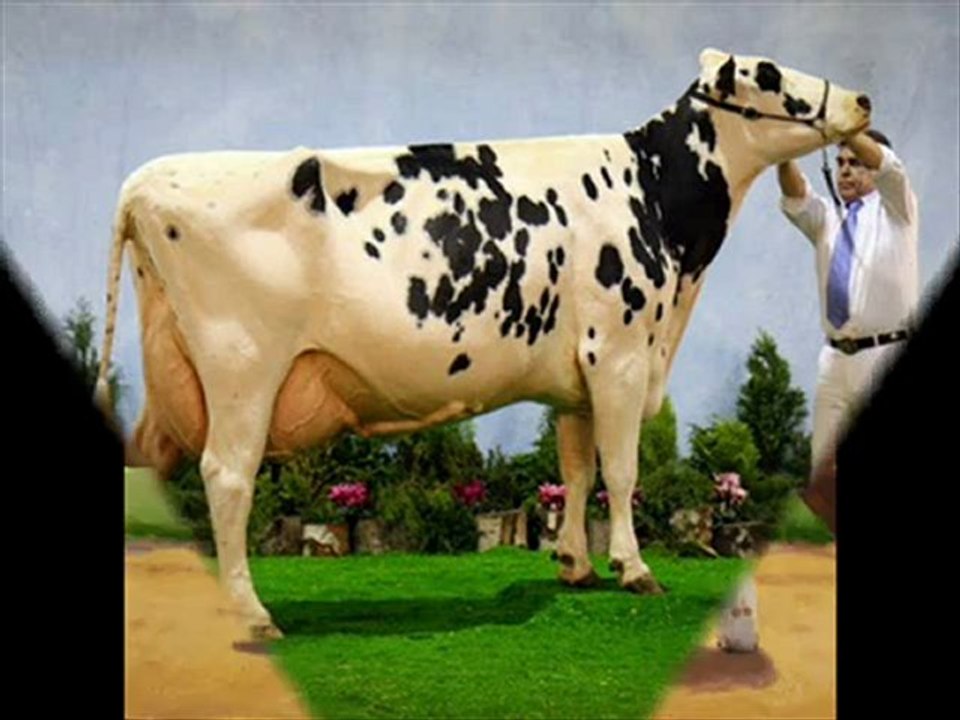 İTHAL HAYVAN SİMENTAL HOLSTEİN 0248 234 11 77