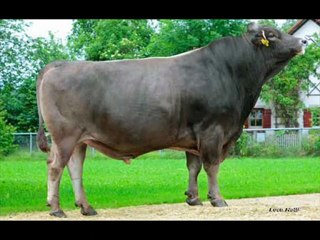 İTHAL HAYVAN SİMENTAL GEBE DÜVE TEMİNİ (0248) 234 11 77