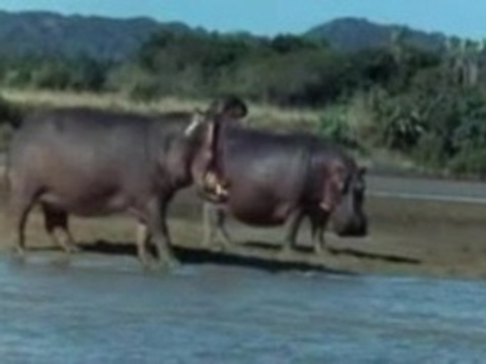 amarula