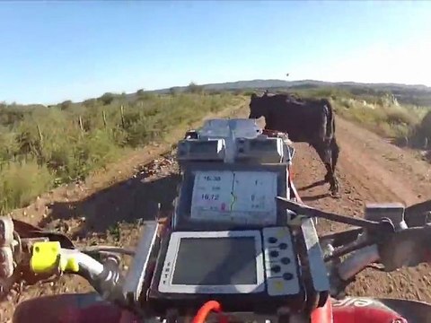 Top 5 : Un percutage avec une vache, le pétage de plombs de Mel Gibson, le hamburger aux 1050 tranches de bacon ...